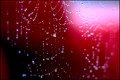 Film from 2006