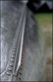 Film from 2006